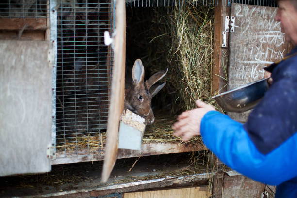 istock Russian Rabbit Breeder working at his farm 1195039028