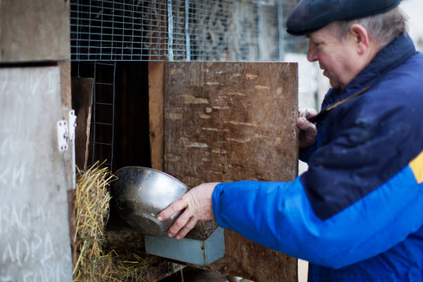 istock Russian Rabbit Breeder working at his farm 1195039066