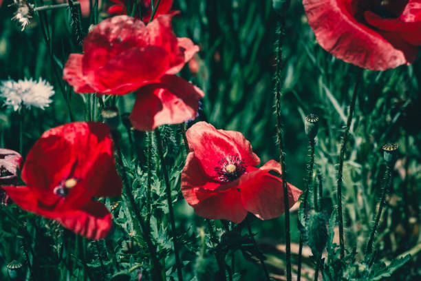 istock summer meadow with red poppies 1195039381