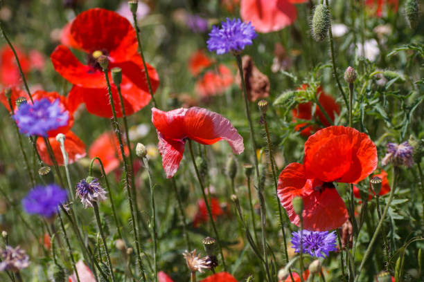 istock summer meadow with red poppies 1195040912