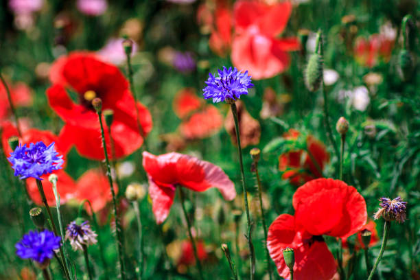 istock summer meadow with red poppies 1195041106
