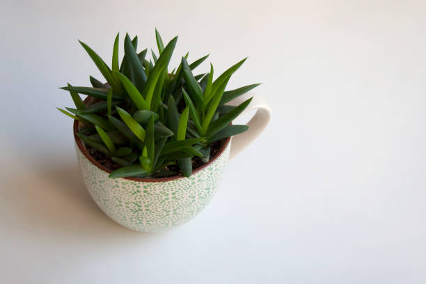 istock Aloe Black Gem seedlings in cup 1195043082