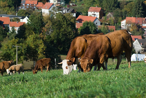 istock Bull and cow are grazing on a meadow 119504630