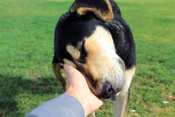 istock Stroking the dog's head 1195046818