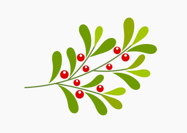 illustrazioni stock, clip art, cartoni animati e icone di tendenza di ramo vischio con bacche rosse, simbolo della pianta natalizia. - vischio