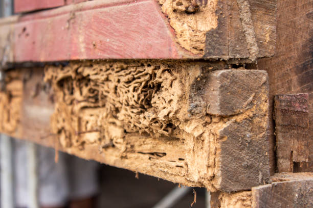 decay - termite wood damaged rotting imagens e fotografias de stock