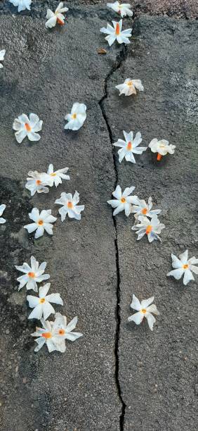istock Coral Janmine flower 1195055272