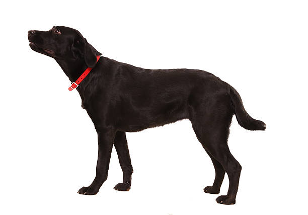 istock In expectation of commands 119505561
