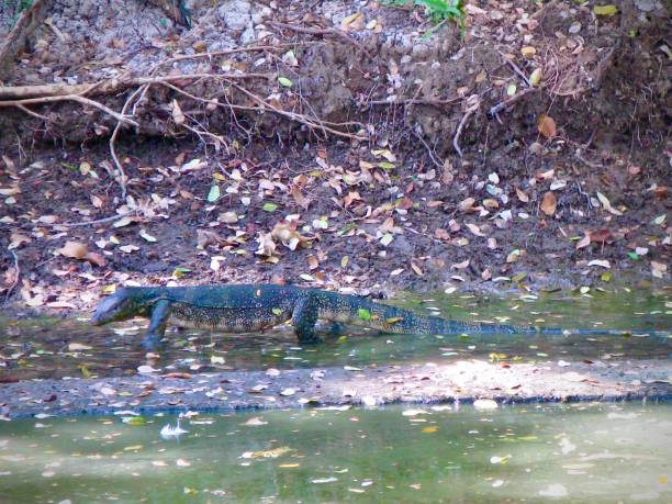 istock Young Varanus Salvator Walking in The Water 1195056023