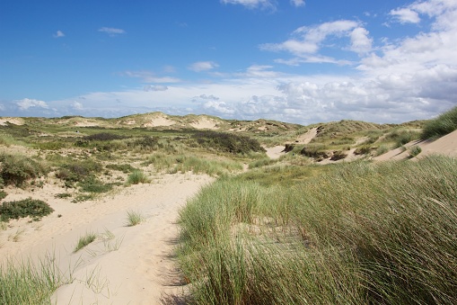 Dutch dunes on a sunny day