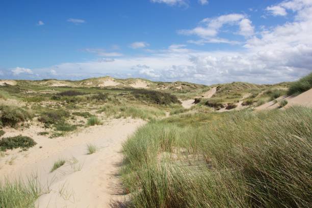 Dutch dunes on a sunny day stock photo
