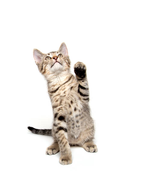 istock Tabby kitten swinging its paw 1195057057