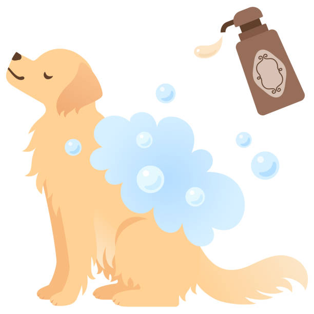 abbildung eines hundes, der mit shampoo gewaschen wird - golden retriever retriever white background isolated stock-grafiken, -clipart, -cartoons und -symbole