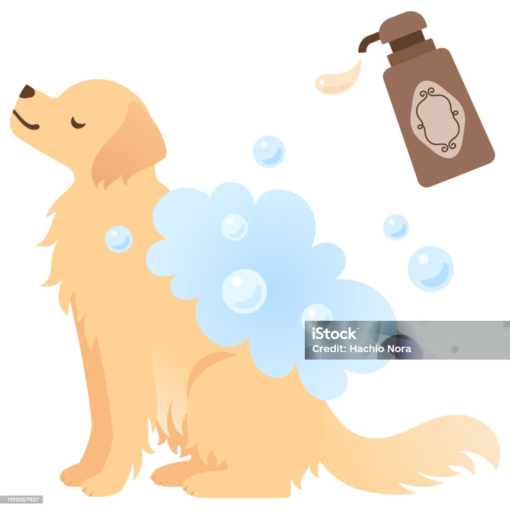 gear Størrelse Brudgom Illustration Of A Dog Being Washed With Shampoo Stock Illustration -  Download Image Now - Golden Retriever, Illustration, Soap Sud - iStock