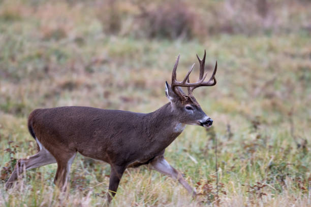 istock Large whitetailed deer buck 1195057941