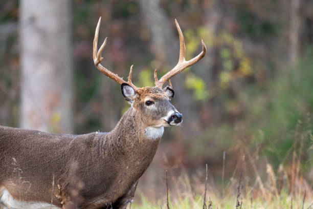 istock Large whitetailed deer buck 1195057948