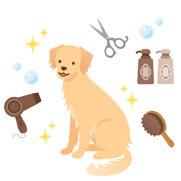 illustrazioni stock, clip art, cartoni animati e icone di tendenza di set di icone illustrazione di strumenti per la cura del cane che ricordano un salone di toelettatura per animali domestici - hair care illustrations