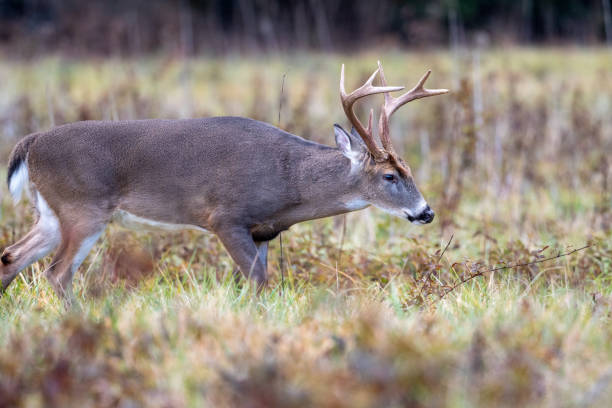 istock Large whitetailed deer buck 1195057960