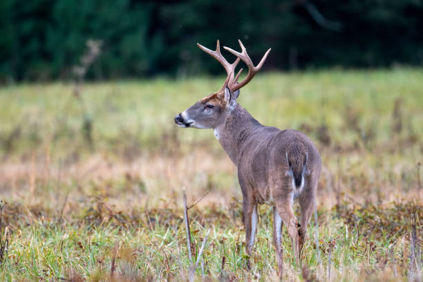 istock Large whitetailed deer buck 1195057967