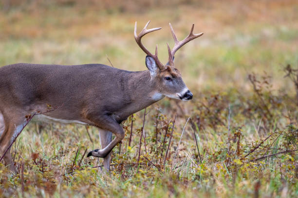 istock Large whitetailed deer buck 1195057975
