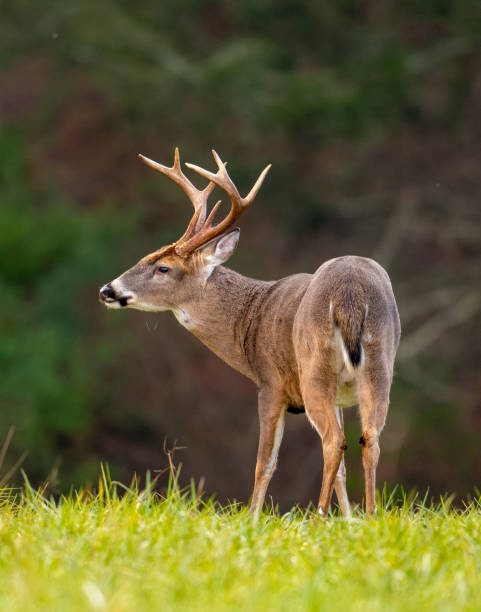 Large whitetailed deer buck Large whitetailed deer buck moving through an open meadow during the rut in Great Smoky Mountains National Park stag photos stock pictures, royalty-free photos & images