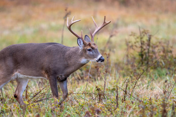 istock Large whitetailed deer buck 1195058032