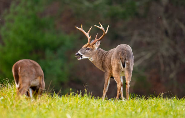 istock Large whitetailed deer buck 1195058072