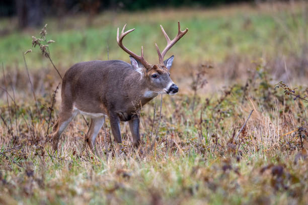 istock Large whitetailed deer buck 1195058082