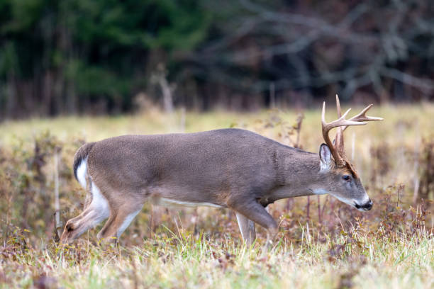 istock Large whitetailed deer buck 1195058114