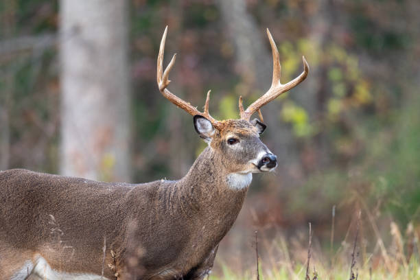 istock Large whitetailed deer buck 1195058117