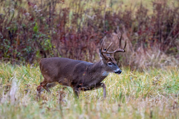istock Large whitetailed deer buck 1195058121