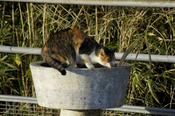 istock Stray cat on the mountain 1195058305