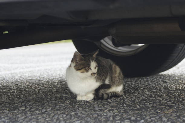 istock Stray cat on the mountain 1195059077