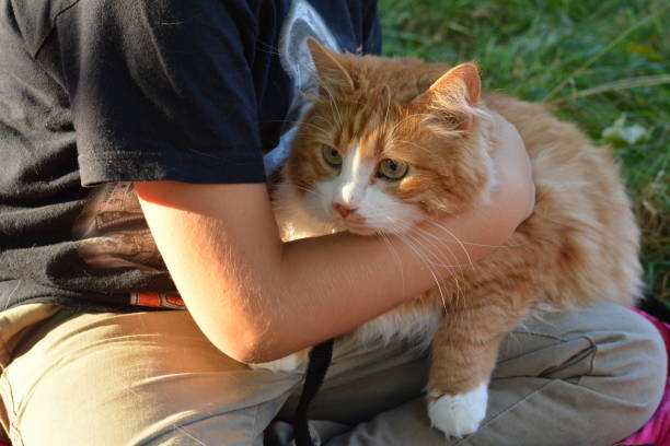 istock Red cat and child outdoor 1195059110
