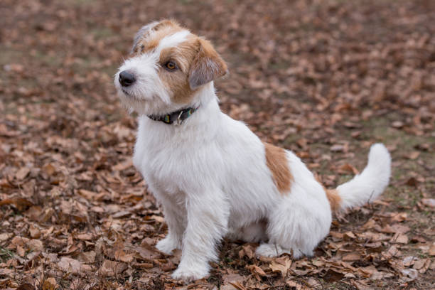 Cute jack russell terrier puppy is sitting on orange leaves in the autumn park. Pet animals. Cute jack russell terrier puppy is sitting on orange leaves in the autumn park. Pet animals. Purebred dog. folliage stock pictures, royalty-free photos & images