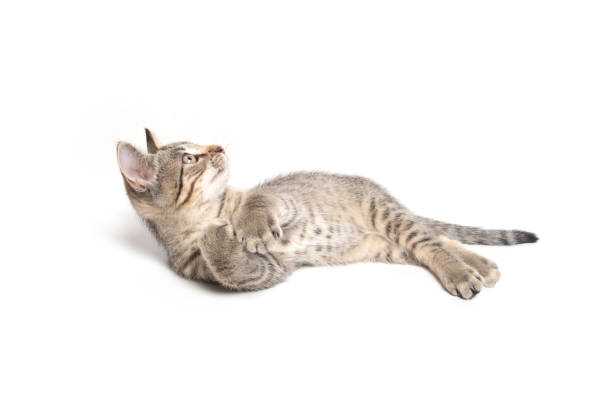 Tabby kitten laying down on white Cute baby tabby kitten laying down on its back and playing on white background 8571 stock pictures, royalty-free photos & images