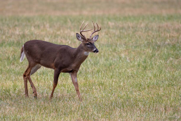 istock Large whitetailed deer buck 1195060385