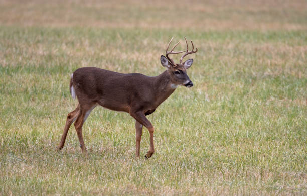 istock Large whitetailed deer buck 1195060472