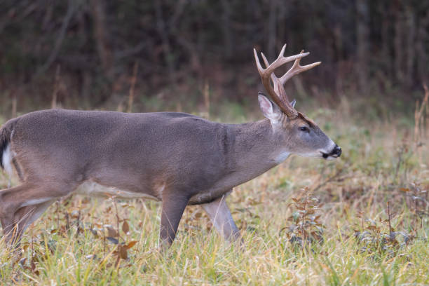 istock Large whitetailed deer buck 1195060770