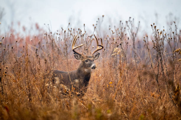 istock Large whitetailed deer buck 1195060828