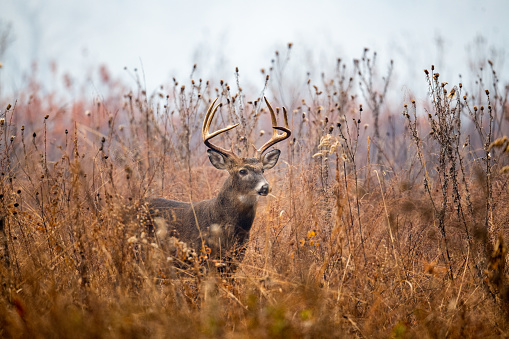 Wild Roe Deer buck , natural habitat.
