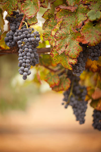 istock Lush, Ripe Wine Grapes on the Vine 119506083