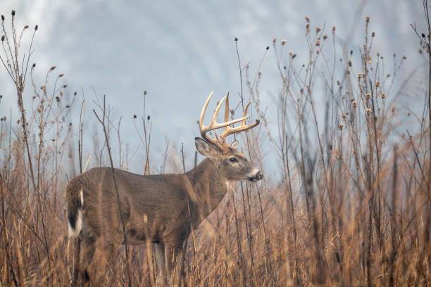 gran buck de ciervo cola blanca - great smoky mountains national park animal antler stag fotografías e imágenes de stock