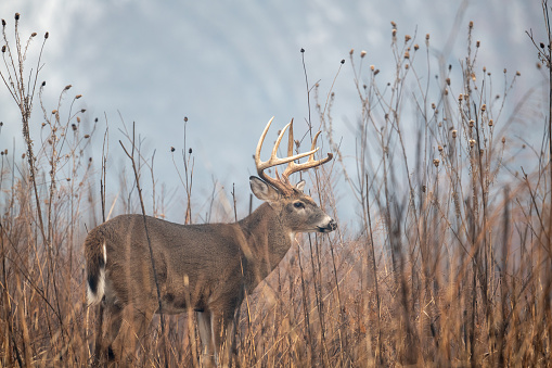 Large whitetailed deer buck moving through an open meadow during the rut in Great Smoky Mountains National Park