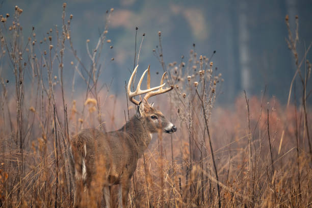 grande cervo dalla coda bianca buck - cades cove foto e immagini stock