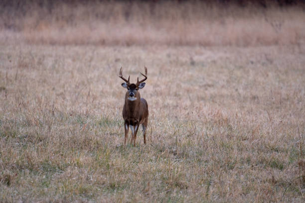 istock Large whitetailed deer buck 1195061054