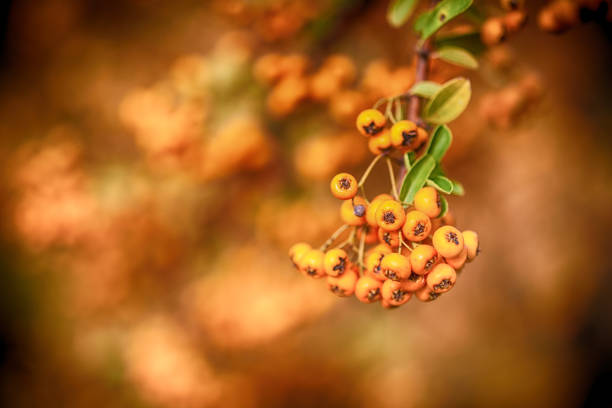 Autumn nature background. Pyracantha berry, close up. Autumn berries and leaves