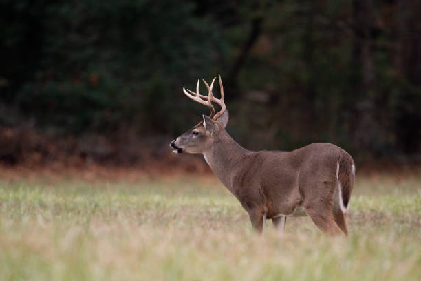 istock Large whitetailed deer buck 1195061620