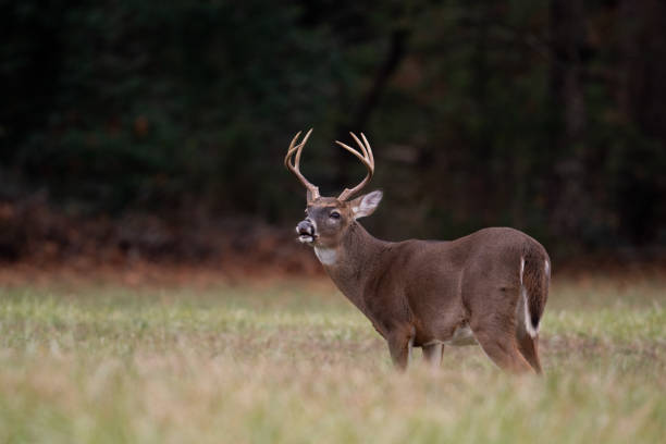 istock Large whitetailed deer buck 1195061634