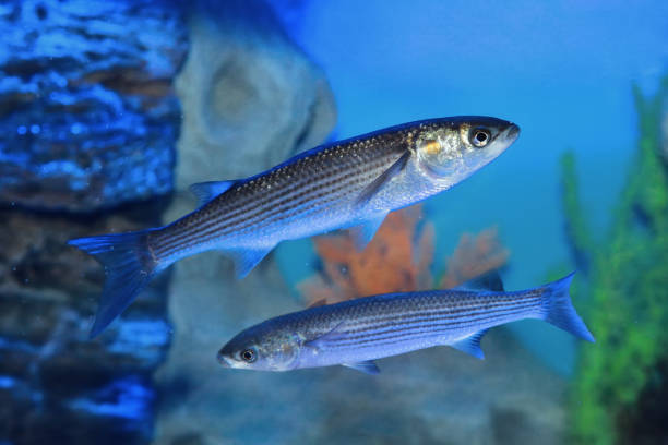 Flathead grey mullet (Mugil cephalus)  in sea water